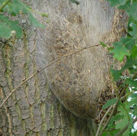Nest eikenprocessierups