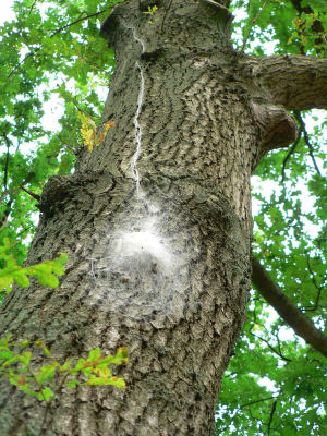 eikenprocessierups-nest_klein