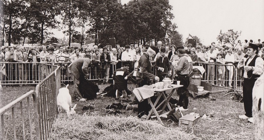 FOTO 4 schapen scheren rechts nico