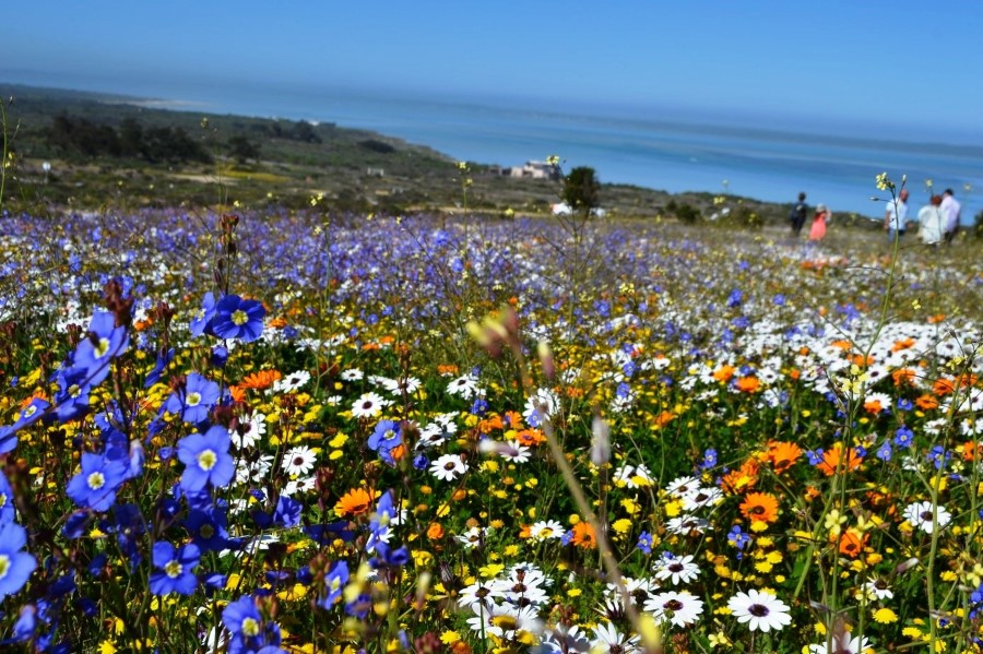 bloemen West Coast National Park