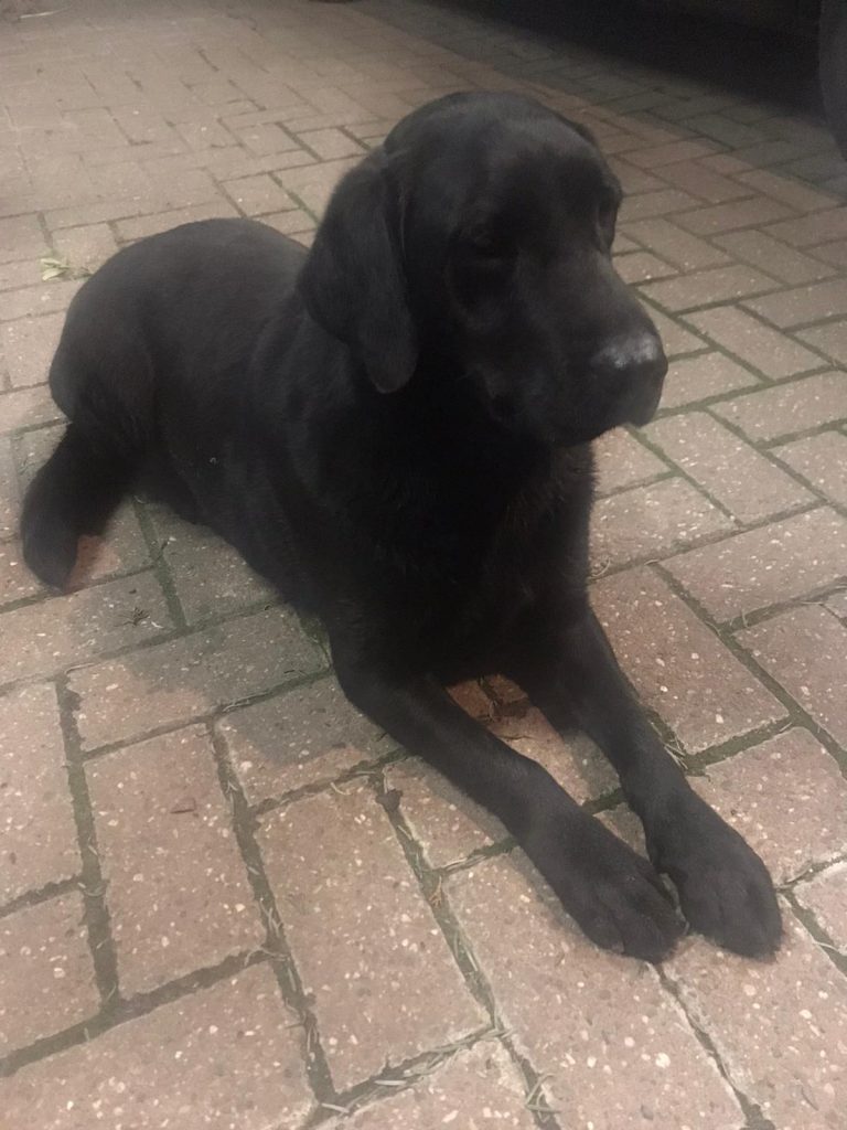 hond49