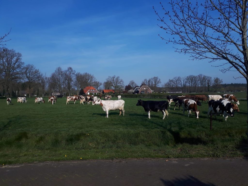 koeblij