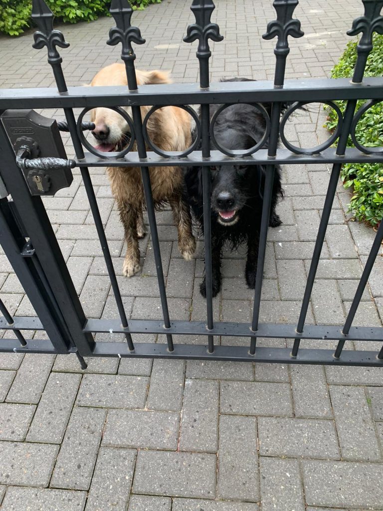 honden5