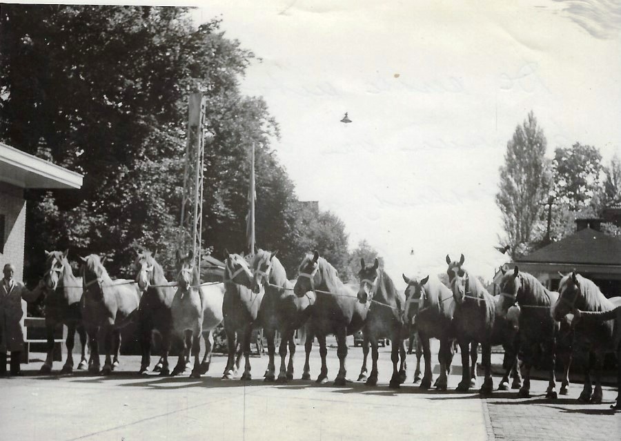 1947. uitvoer paarden naar Dld door gebr Van Otten Custom