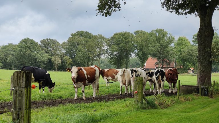 Nieuwe stikstofplannen baren college Hof van Twente zorgen